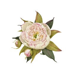 Brooch "Peony Flower" Brooch "Peony Flower"